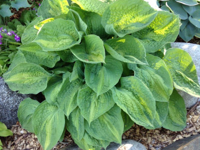 Hosta 
